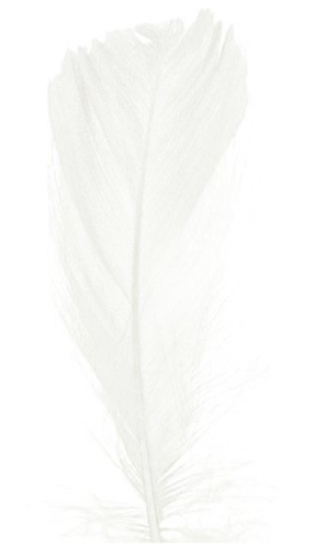 piórka białe 1.png