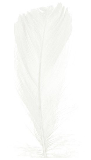 piórka białe 1.png