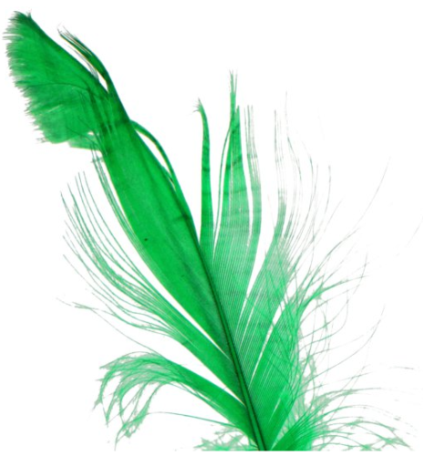 piórka zielone trawiaste 1.png