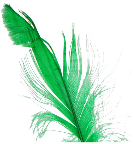 piórka zielone trawiaste 1.png