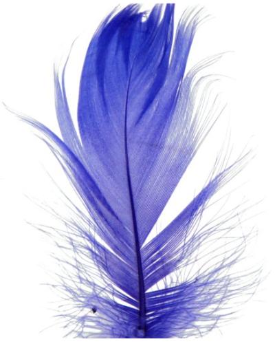 piórka niebieskie 1.png