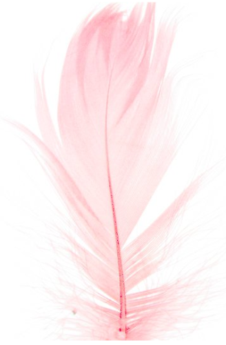 piórka różowe 1.png