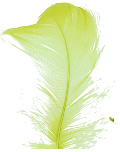 piórka seledynowe  1.png