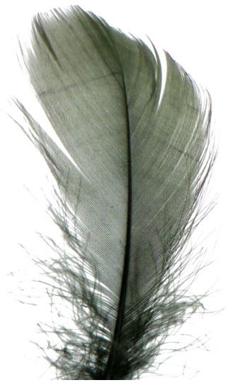 piórka czarne  1.png