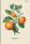 400182443_1100_preview.png